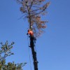 Orchard's Tree Service