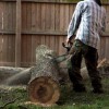 Alvarado Tree