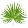 Palm Realty