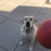 Furlicious Pet Services