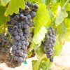 Kula Vineyards & Winery