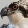 Key West Wildlife Center