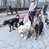 The K-9 Club