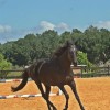 DreamCatcher Horse Ranch & Rescue Center