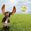 Hound Housing Doggie Daycare