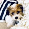 Bow Wow Botique