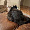 Essential Pet
