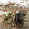 Daily Dog Walking & Kitty Cat Care