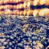 Optima Wine Cellars