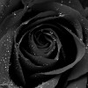 Black Rose Ink & Dye