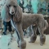 Pet Strands Grooming