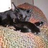 Pets Are Cool! Professional Pet Sitting