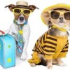 Always Home Pet Sitting & Dog Walking