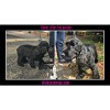 Walks & Wags