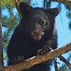 Snowdon Wildlife Sanctuary