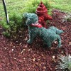 Country Pet Ranch