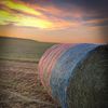 Grain Belt Insurance