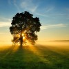 Susan Morhard Posada, PhD LMHC LMFT-Nature's Oak Wellness Center