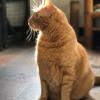 Pampered Pets Hawaii