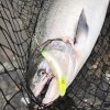 Mike's Guide Service-SalmonSacRiver