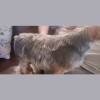 Sir Fur Mobile Pet Grooming
