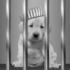 Bay Area Bail Bonds