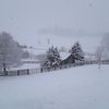 Wellspring Farm Dog Daycare & Boarding