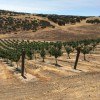 Petrae Vineyard