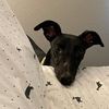 Greyt Pet Services