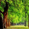 Haddon Tree