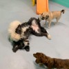 Just 4 Paws