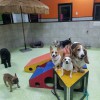 Fluffy's Pet Resort