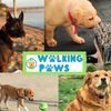 KT Walking Paws