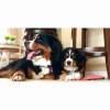 Grace Veterinary Center
