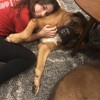 The Dog Sitter