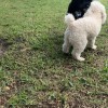 Paws Miami