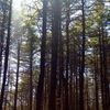 Michael Arsenault Acupuncture
