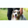 Truckee-Tahoe Pet Lodge