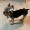 Rain Dogs Pet Grooming