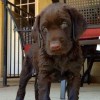 Lori's Grooming, Boarding & Daycare