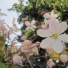 Loen Nursery