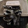 Bump In The Night Wildlife Services