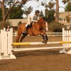 Ever Wood Stables