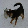 Clark's Canine Camp