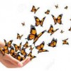 Monarch Realty