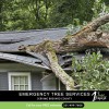 1 Tree Expert