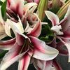 Blossoms & Blooms Florist