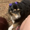 Pampered Pets Grooming