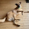 Happy Paws Kennels