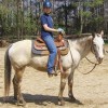 Horse Logic